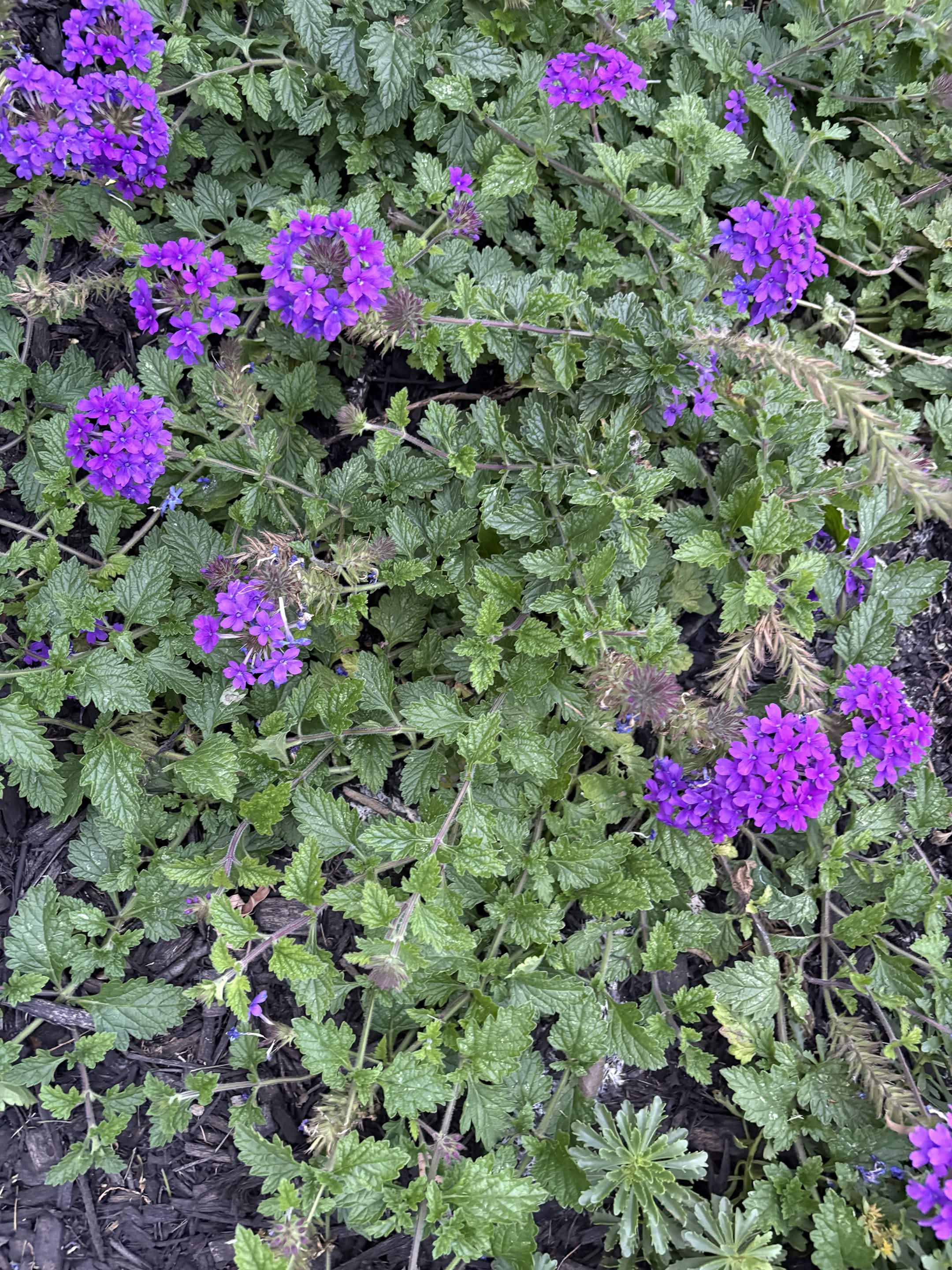 Beautiful flower at Elizabeth's Eden