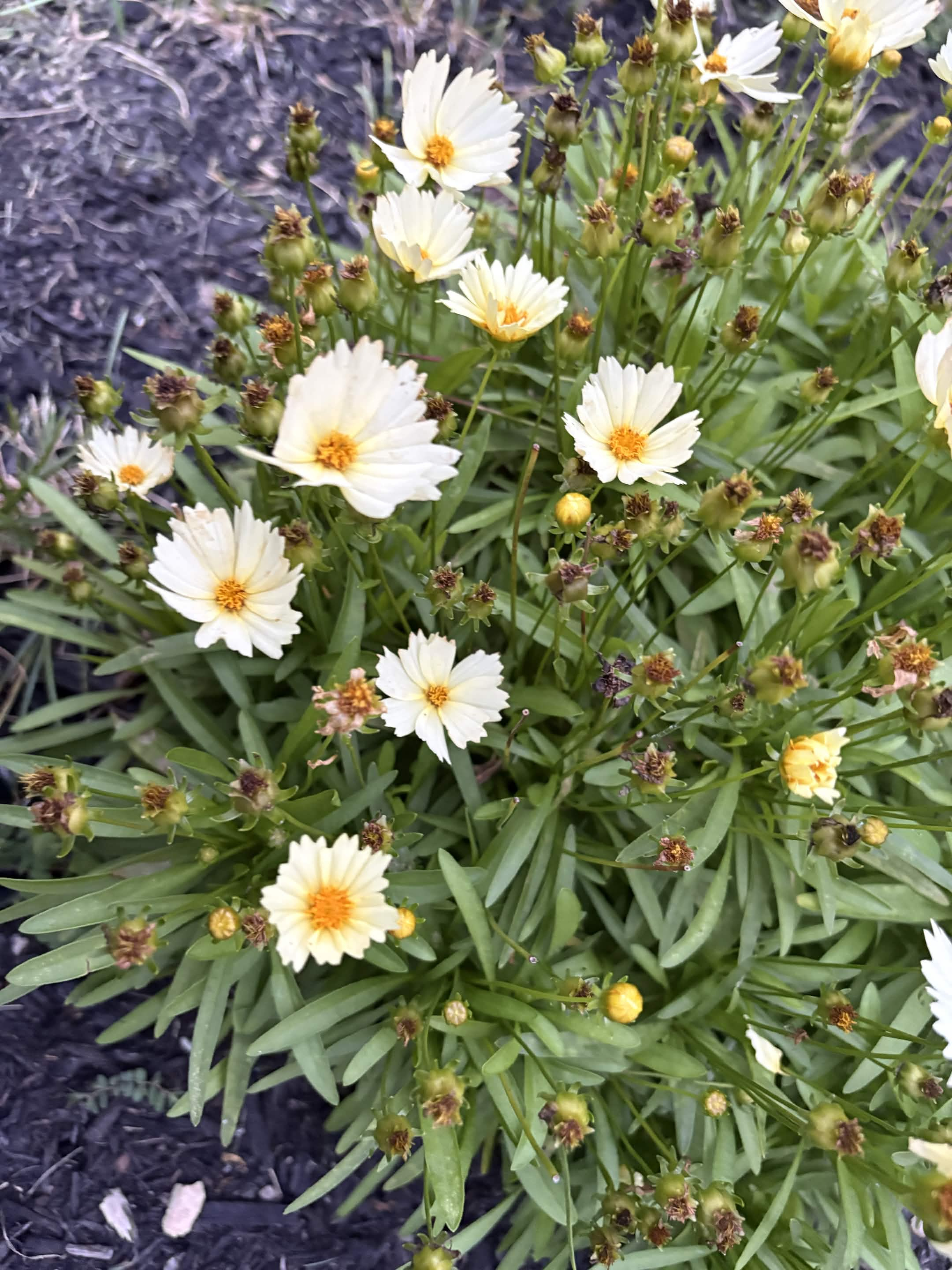 Flowers at Elizabeth's Eden